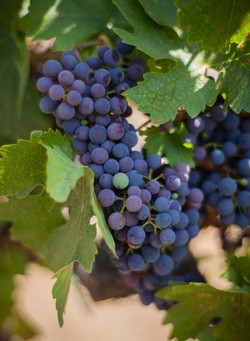 2013 Syrah