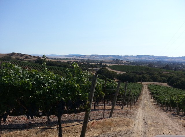 Sonoma Valley Vineyards Off The Beaten Path Wineries Sonoma